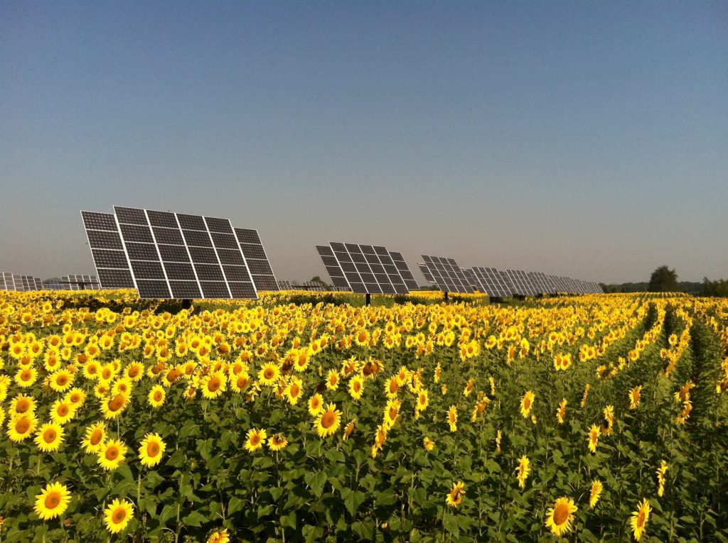 solar panels in a sunflower field