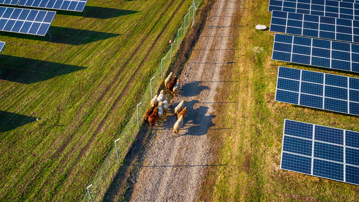 Untitled design (17) Solar panel with sheep on farm. Agrivoltaics